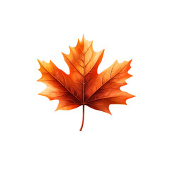 Poster - Closeup of a beautifully colored and textured autumn maple leaf against a clean white background