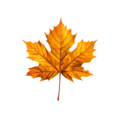 Poster - A close up shot of colorful autumn leaves in shades of orange yellow and red arranged on a clean white background creating a serene and minimalist composition