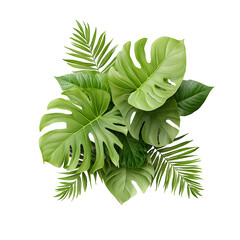 Aufkleber - Lush verdant array of tropical plant leaves including monstera and palm fronds creating a vibrant natural background
