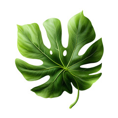 Poster - a single lush green leaf against a plain white backdrop creating a minimalist natural and calming co
