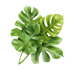 Aufkleber - Vibrant green monstera deliciosa leaves arranged in a natural minimalist composition against a plain background