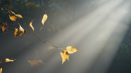 Poster - Golden leaves falling gently in slow autumn wind.

