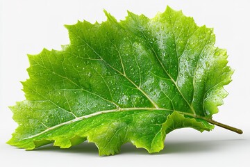 Poster - Bright green leaf with water droplets resting on a smooth surface in natural light