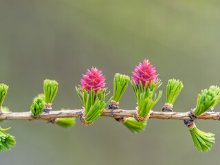 Wall Mural - Larch tree fresh pink cones blossom at spring on nature background
