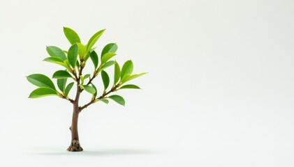 Small tree, delicate branches, fresh new growth, white backdrop , texture, botany