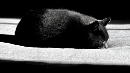 Poster - Silhouette of a stretching cat creating long shadows on a soft bed in the early morning light