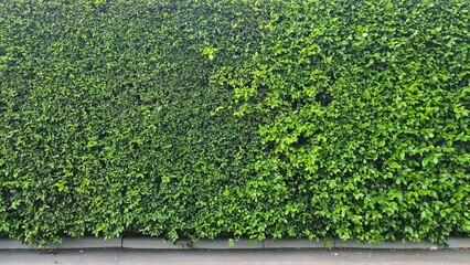 Lush green wall for texture abstract background. A wall of trees and leaves along a city street. The tree was cut into a square shape.