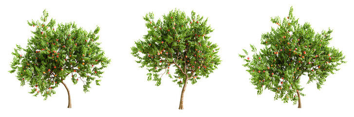 Poster - peach tree with fruits isolated on transparent background. 3d render.