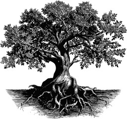 Black and white illustration of an ancient oak tree with exposed roots. Vector illustration