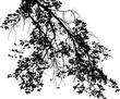 © Валерий Плотников - Vector illustration of natural old oak tree branch on white background