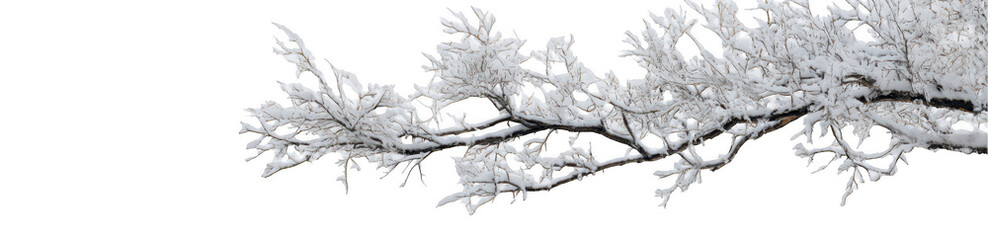 White background, tree branch covered with snow, png
