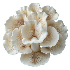 Poster - A single delicate white oyster mushroom with gently ruffled edges placed against a clean minimalist white background for a natural serene aesthetic