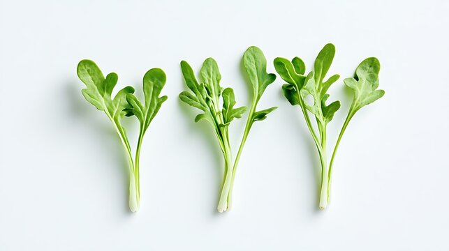 Letter Y made of fresh arugula leaves, isolated on white