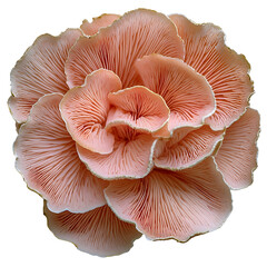 Poster - A close up image of a single beautifully textured pink oyster mushroom with soft frilled edges placed against a clean white isolated background
