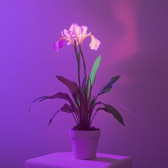 Poster - A close up cinematic image of a vibrant purple iris flower plant set against a soft monochromatic purple background featuring dramatic contemporary lighting that creates a moody atmospheric aesthetic