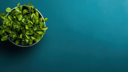 Poster - bright green potted plant with lush foliage placed on vibrant blue surface with empty space for desi