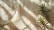 © leymart - Air plants minimalist sunlight shadow beige fabric background calm nature home decor