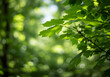© JARVIS X - Close-up of Green Leaves and Branch in Sunlight - Bokeh Background, Forest Nature Photography