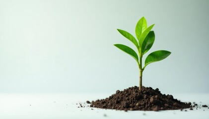 Small tree sapling, thin trunk, bright green leaves, studio shot , new, texture