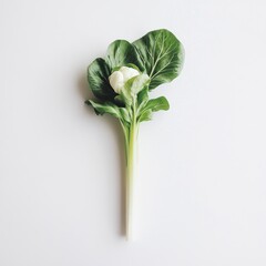 Aufkleber - Fresh Bok Choy Stalk Displayed on a Clean White Surface for Healthy Eating Concepts