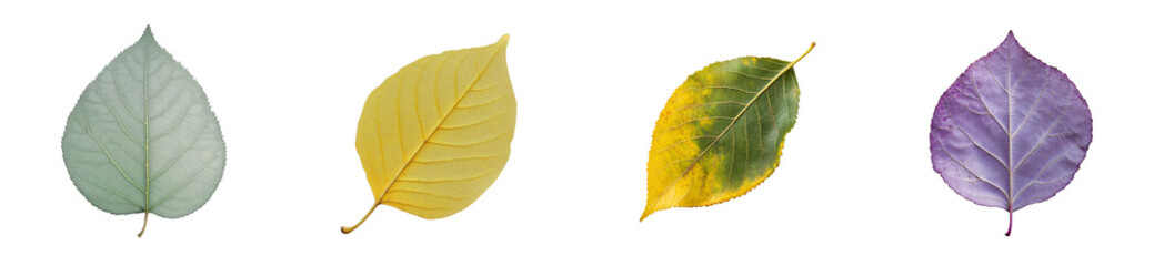 Wall Mural - Diverse leaves showcasing seasonal changes and color variations