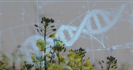 Poster - Yellow flower stems floating alongside glowing DNA helix, showing molecular grids and nodes
