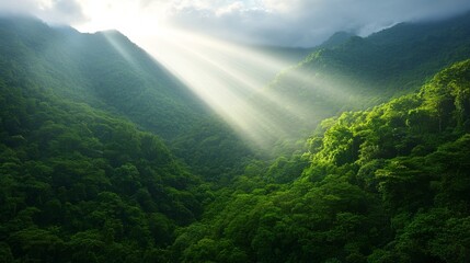 Poster - Dense green forest comes alive as sunlight filters through the canopy, showcasing vibrant foliage and a peaceful ambiance. Ideal for conveying nature's beauty