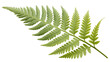 © TingYi - Elegant Fern Frond with Perfect Symmetry and Smooth Definition on Transparent Background. Perfect for: Eco Events, Nature Journals, Relaxation Retreats