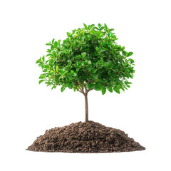 nature conservation and earth day concept. vibrant tree atop soil against a black background. isolat