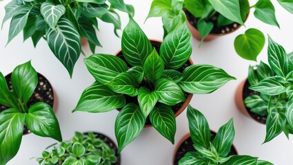Poster - Aerial perspective of a tiny plant in a pot.