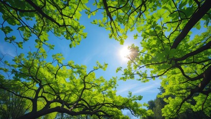 Poster - trees reaching up with branches against a blue sky filled with leaves