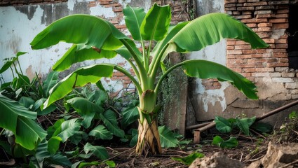 Wall Mural - The growth of banana plants against a lush natural background