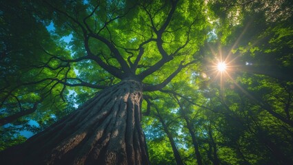 Poster - Sunlit forest trees showcasing nature's green beauty with sunlight filtering through the wood