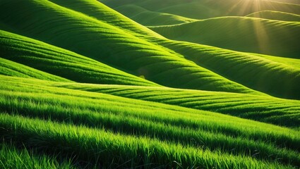 Poster - Serene natural landscape of vibrant grass-covered hills bathed in sunlight, showcasing beautiful light and shadow patterns for peaceful relaxation.