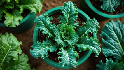 Aufkleber - Close-up of Brassica oleracea cultivated in a pot with vibrant green leaves