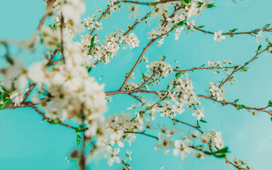 Cherry blossom branches against a turquoise background