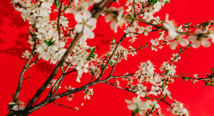 Cherry blossoms with vibrant red background, vivid and fresh