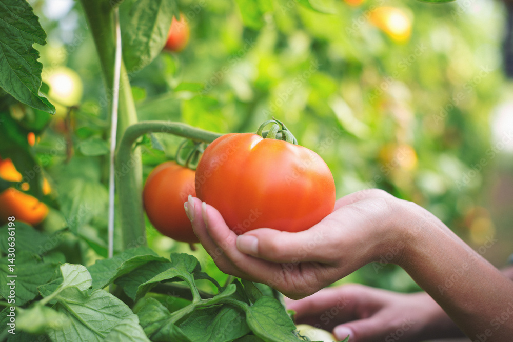 Close up of female hands holding a tomato Stock Photo | Adobe Stock