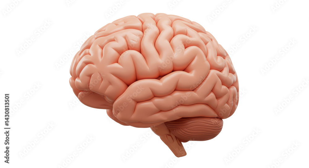 Isolated Human Brain Anatomical Model Side View Stock Photo | Adobe Stock