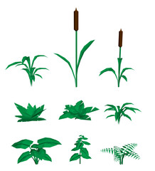 Poster - A variety of green plants, including a tall plant with a brown stem and a small plant with a green stem. The plants are arranged in a row, with some closer to the foreground and others further back