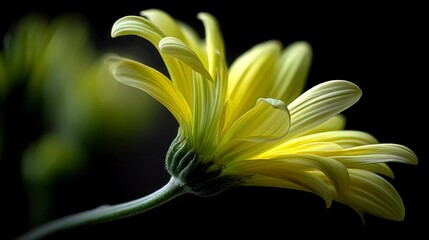 Poster - Close up of a vibrant yellow flower with delicate petals, captured against a dark background. The image emphasizes texture and light.