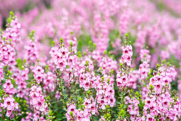 Wall Mural - beautiful pink salvia nemorosa flowers in full bloom growing in the natural wind filling.