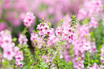 Wall Mural - beautiful pink salvia nemorosa flowers in full bloom growing in the natural wind filling.