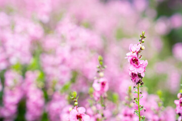 Wall Mural - beautiful pink salvia nemorosa flowers in full bloom growing in the natural wind filling.