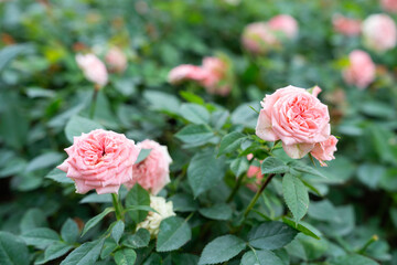 Wall Mural - rose flower on background blurry pink roses flower in the garden of roses.