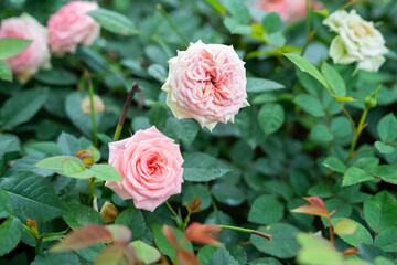 Wall Mural - rose flower on background blurry pink roses flower in the garden of roses.