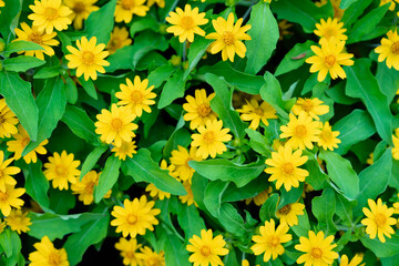 Wall Mural - little yellow star flowers in a public flower garden.