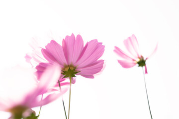 Wall Mural - bright colorful cosmos flowers isolated on white background. nature