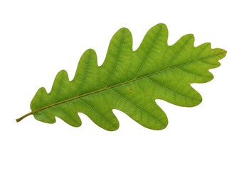green oak leaf nature botany tree foliage closeup isolated on white background