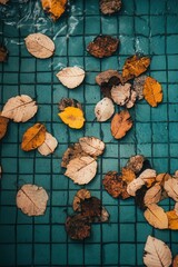 Poster - Autumnal Serenity Fallen Leaves Floating in Tranquil Blue Tiled Water Reflecting Seasonal Change and Natural Beauty Captured from Above
